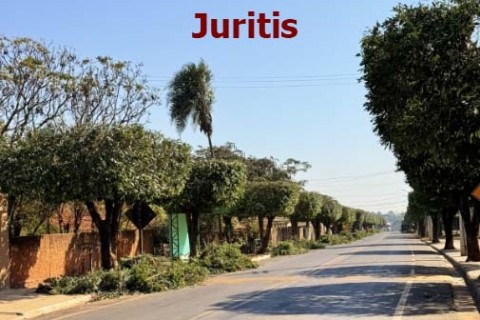 Poda de árvores em Juritis